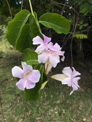 Bignonia aequinoctialis