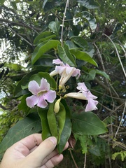 Bignonia aequinoctialis