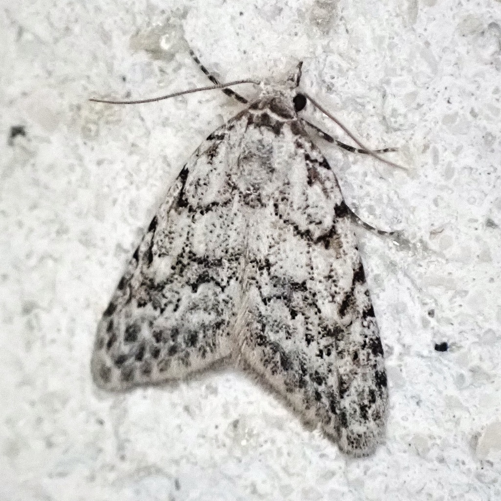 Nola cicatricalis (Nola cicatricalis)