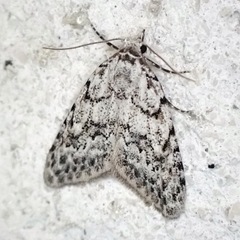 Nola cicatricalis