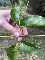 Bignonia aequinoctialis