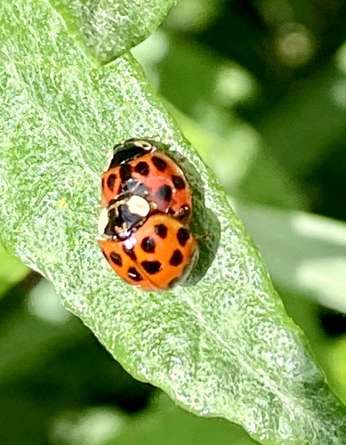 iNaturalist observation photo of Asian Lady Beetle