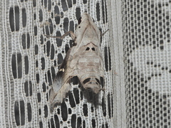 Madoryx oiclus