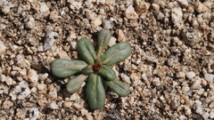 Centrostegia thurberi