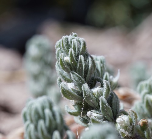 Image of Teucrium depressum by (c) Andrew Tree, some rights reserved (CC BY)