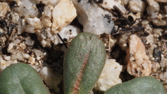 Centrostegia thurberi