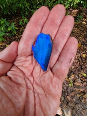 Morpho menelaus amathonte