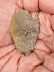 Morpho menelaus amathonte