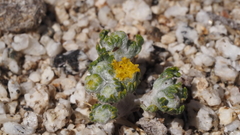 Eriophyllum pringlei
