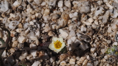 Leptosiphon lemmonii