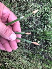 Eleocharis plana