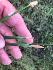 Eleocharis plana