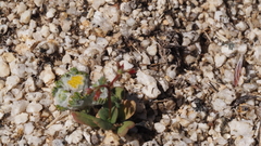 Centrostegia thurberi
