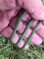 Eleocharis plana