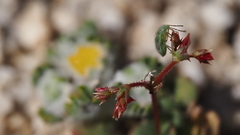 Centrostegia thurberi
