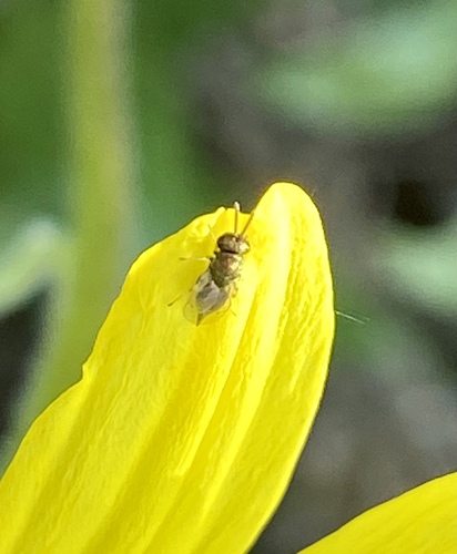 iNaturalist observation photo of Chalcidoid Wasps