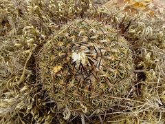 Echinofossulocactus zacatecasensis