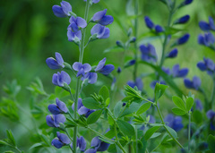 Baptisia australis aberrans