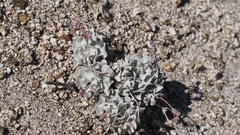 Eriogonum saxatile