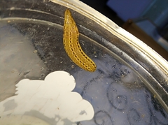 Whitmania pigra