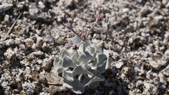 Eriogonum saxatile