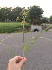 Scirpus georgianus