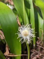Carex fraseriana
