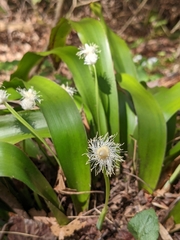 Carex fraseriana