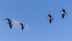 Branta canadensis