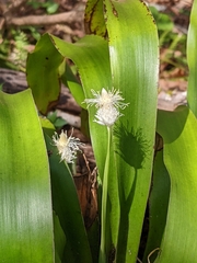 Carex fraseriana