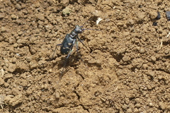 Calomera decemguttata