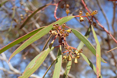 Eucalyptus gracilis