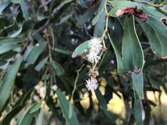 Acacia fasciculifera