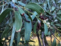 Acacia fasciculifera