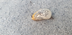 Poekilloptera