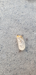 Poekilloptera