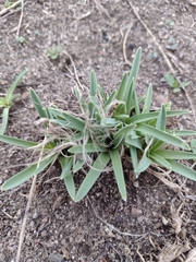 Leucocrinum montanum