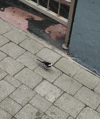 Motacilla alba yarrellii