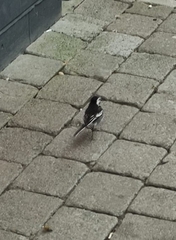 Motacilla alba yarrellii