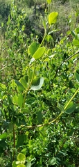 Lonicera interrupta