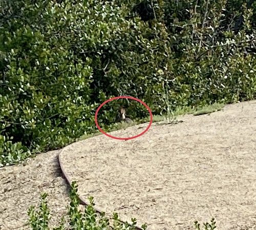 iNaturalist observation photo of Desert Cottontail