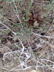 Cymopterus glomeratus glomeratus