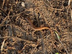 Eurycea chamberlaini