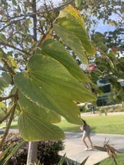 Bauhinia variegata