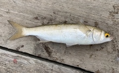 Aldrichetta forsteri