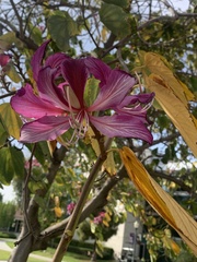 Bauhinia variegata