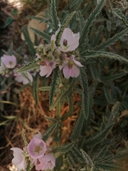 Sphaeralcea angustifolia