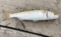 Aldrichetta forsteri