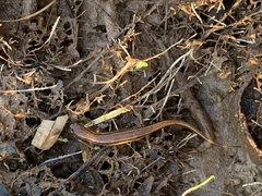 Eurycea chamberlaini