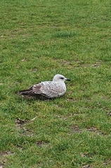 Larus argentatus